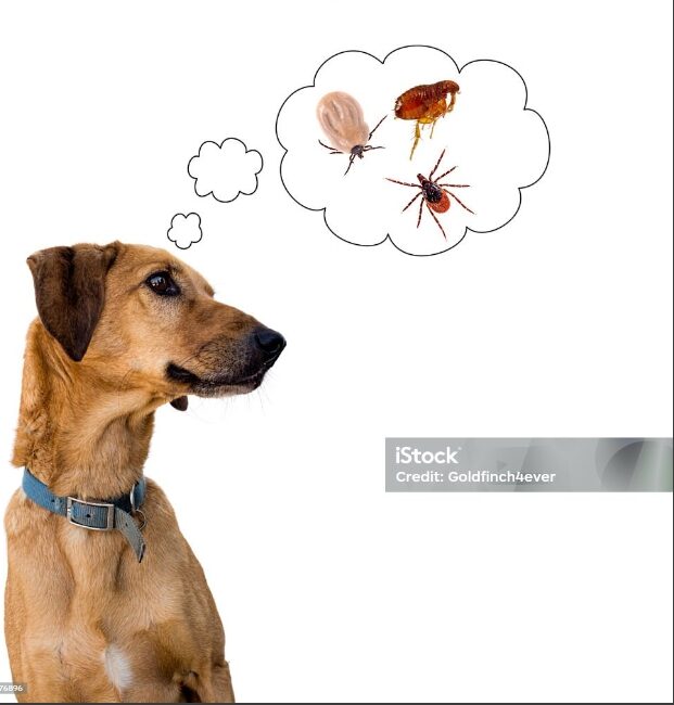 Tick treatment