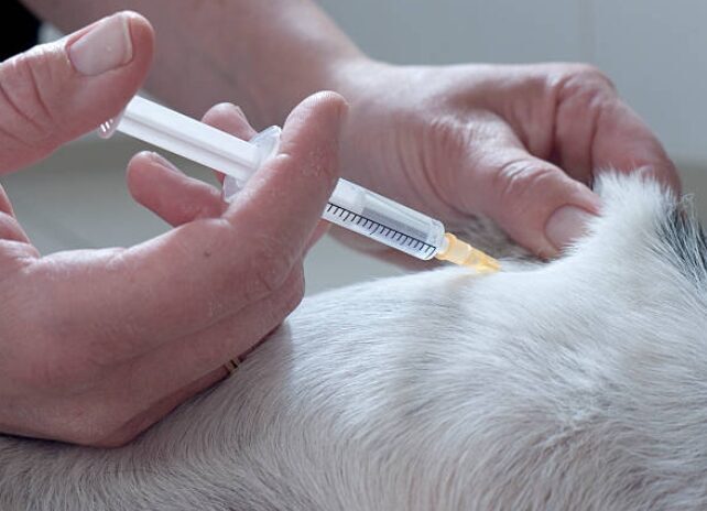 Dog Vaccination